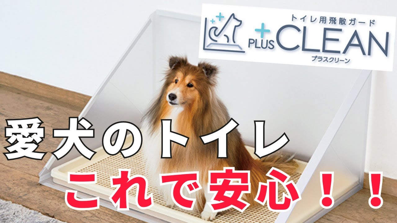 トイレの失敗、はみ出しでお困りの方必見！子犬・シニア犬のトイレのしつけにも使える商品を紹介します！