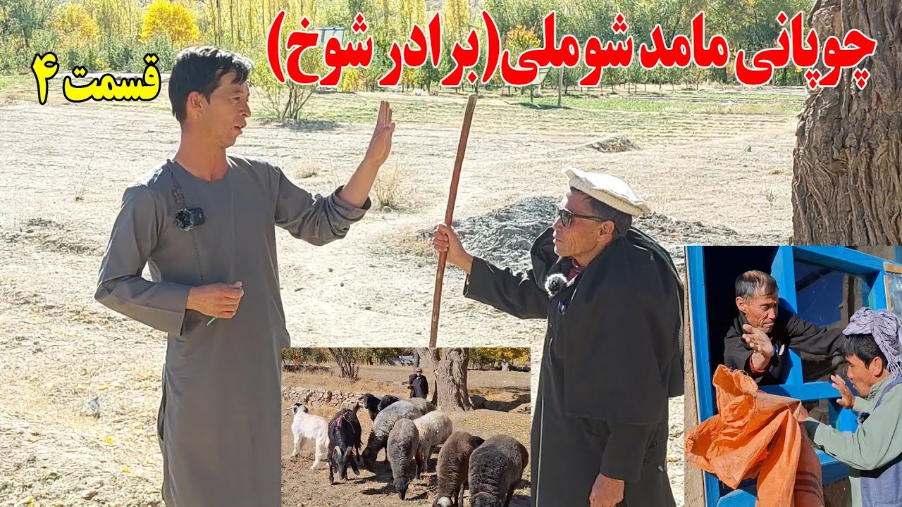 جنجال مامد شوملی و چمن(برادر شوخ قسمت چهارم)طنز جدید و خنده دار هزارگی #jaghori #funny #video