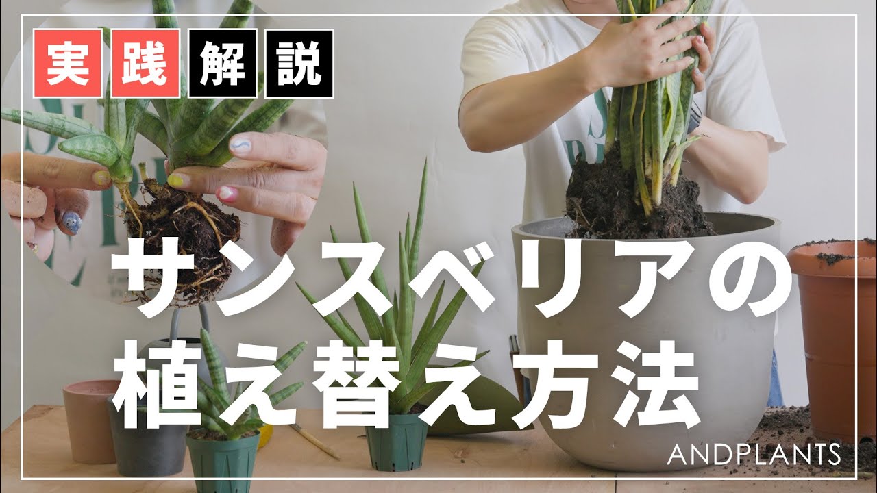 【一緒に挑戦】サンスベリアの植え替え｜失敗しやすいポイントも詳しく解説