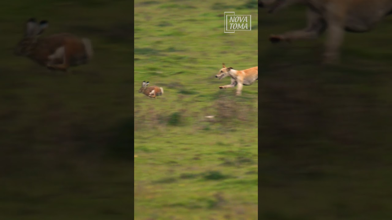 🤩 Carrera de galgos con una vista increíble.