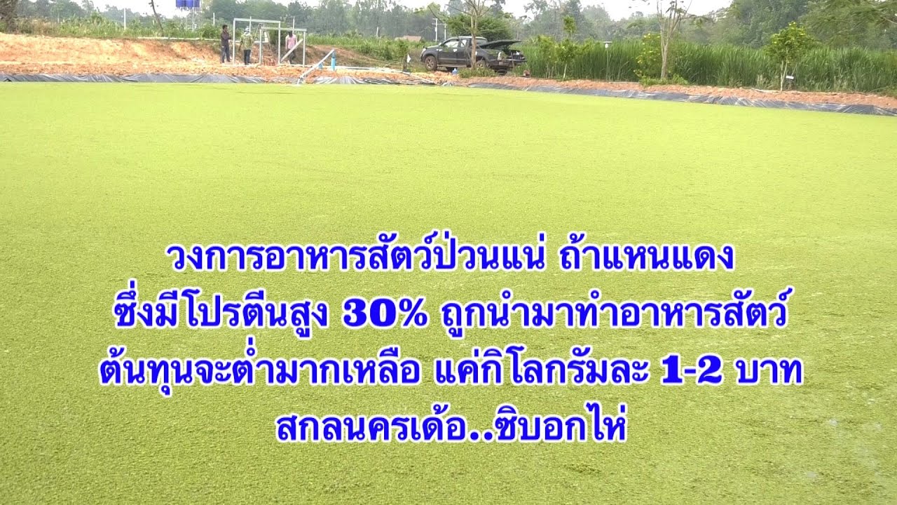 วงการอาหารสัตว์ป่วนแน่แหนแดงโปรตีนสูง30%กิโลกรัมละ1-2บาทสกลนครเด้อซิบอกไหข่าวดี๊ดีกับพี่คำรณ64-04-18