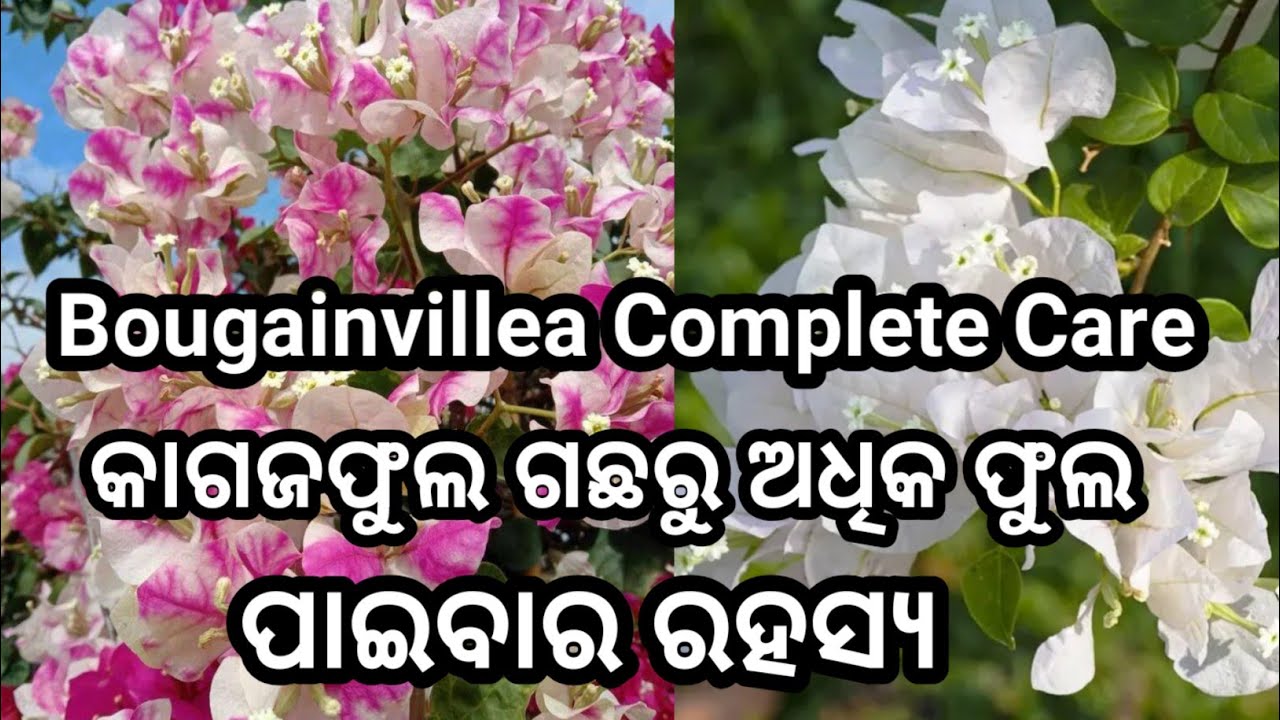 କିପରି ପାଇବେ କାଗଜଫୁଲ ଗଛରୁ ଅଧିକ ଫୁଲ।ଦିଅନ୍ତୁ ଏହି ସାର ଓ ନିଅନ୍ତୁ ଏହିଭଳି ଯତ୍ନ।#bougainvillea #flowergarden