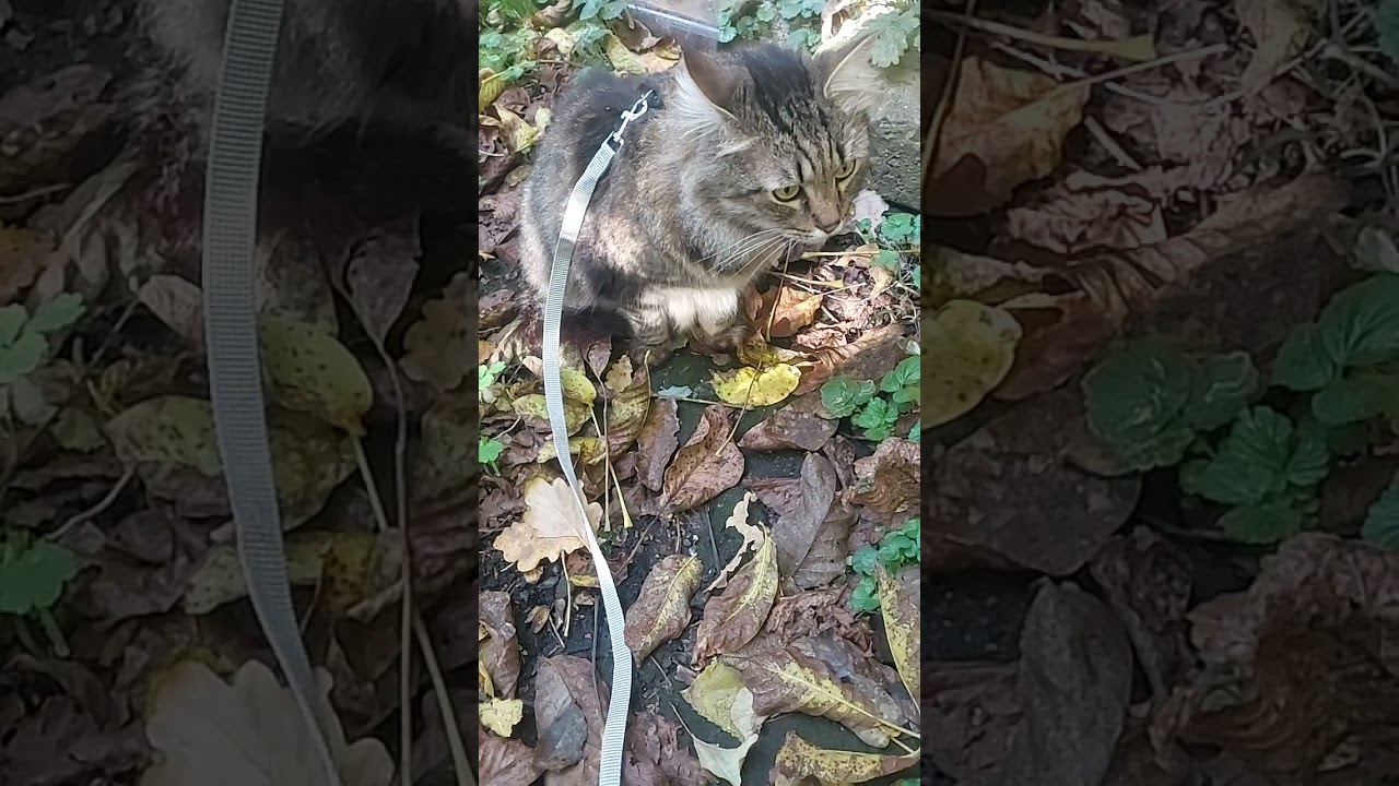 Котик 