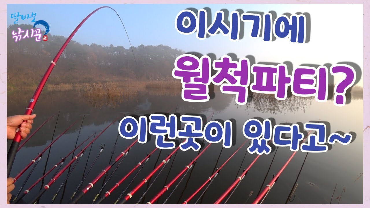 이시기에 월척파티라니 자동X는 모양 빠지잖아~ #라감독 #홍성호 #갈대밭 #월척붕어 #아침장