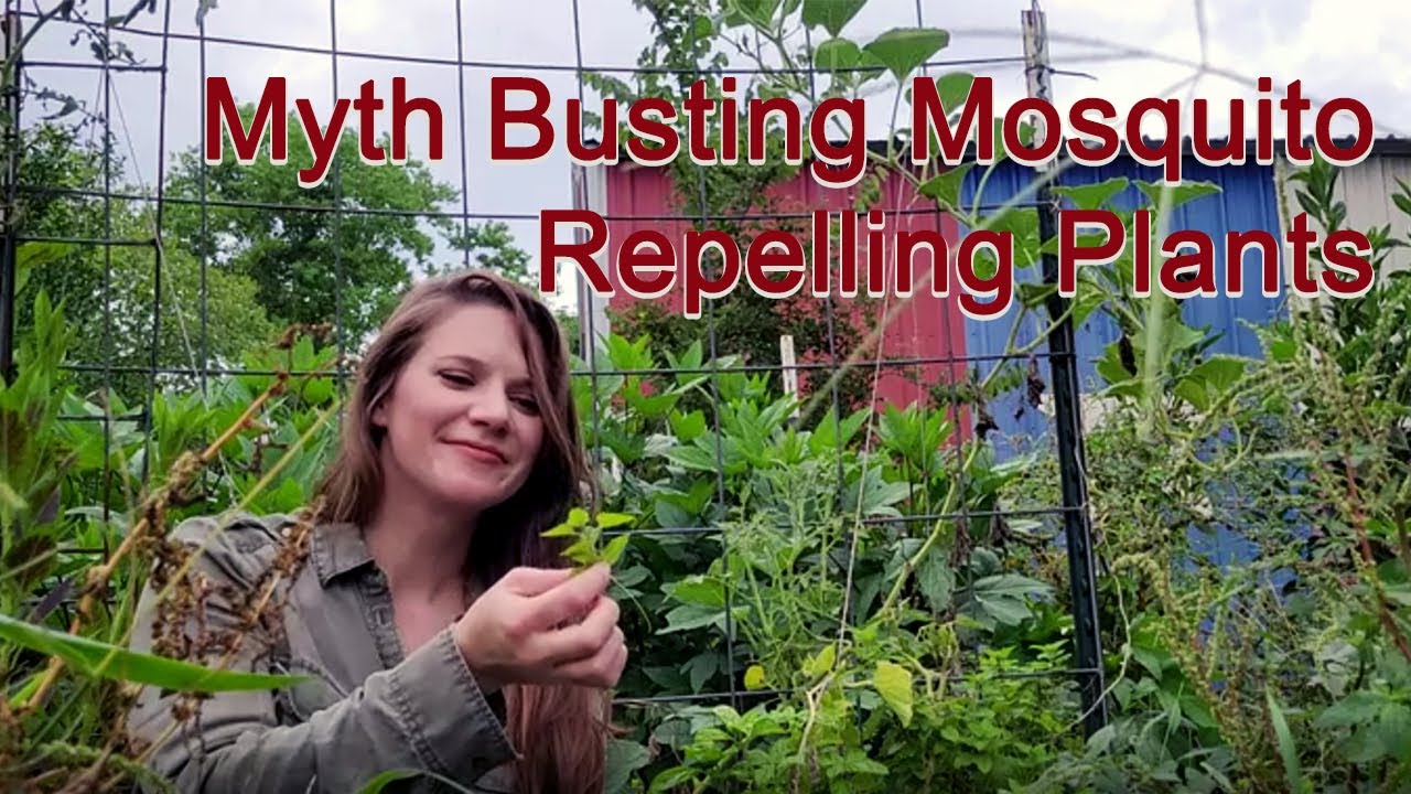 Myth Busting Mosquito Repelling Plants