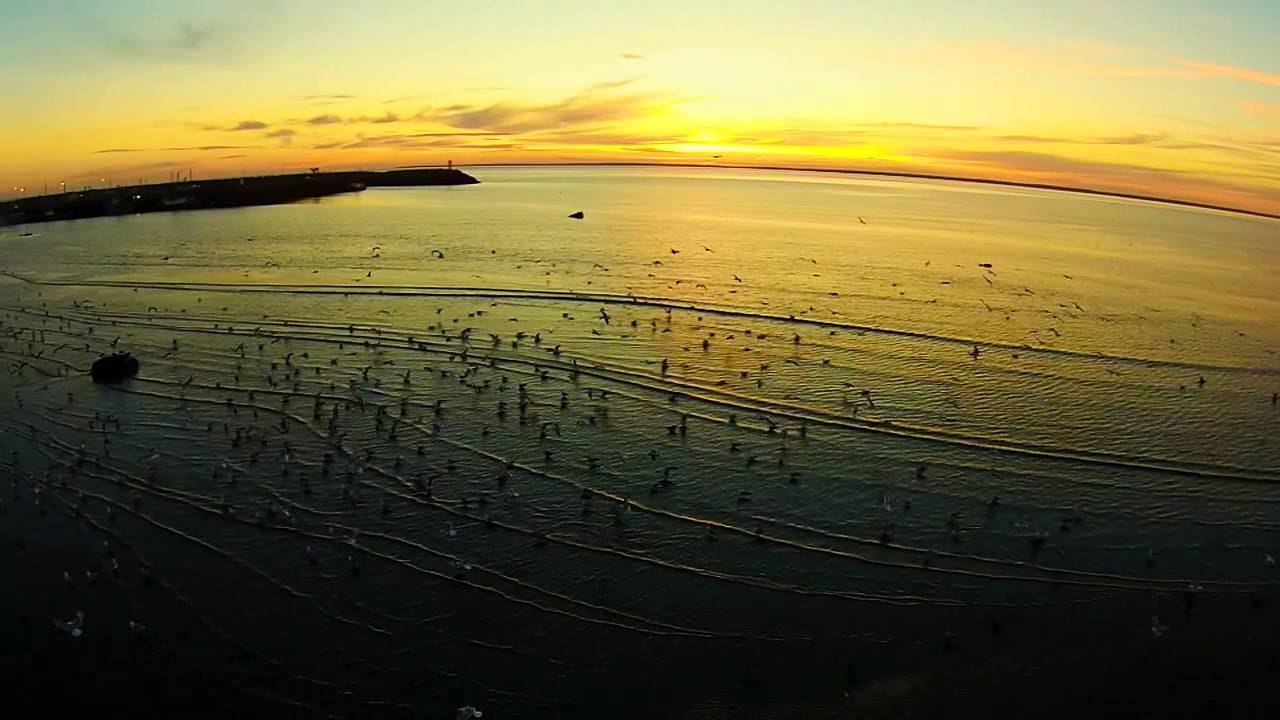 Hundreds of Seagulls, Amazing Aerial View