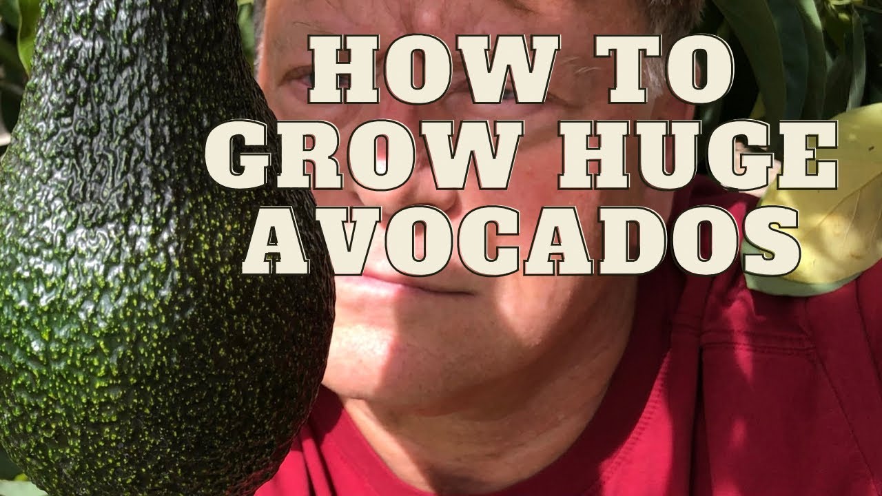 HOW TO GROW HUGE AVOCADOS - Tips and Tricks for the Home Gardener
