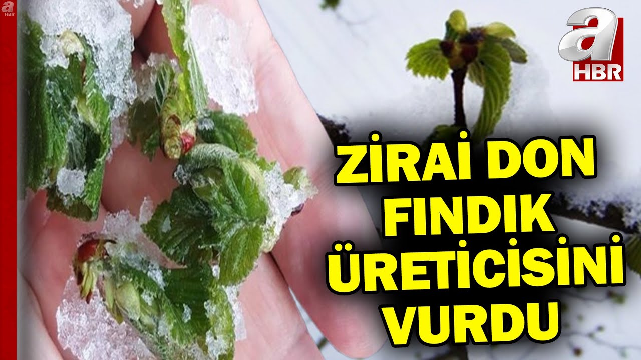 Zirai don sebze ve meyveleri vurdu! Peki fındık üreticisinin zirai don zararı ne kadar? | A Haber