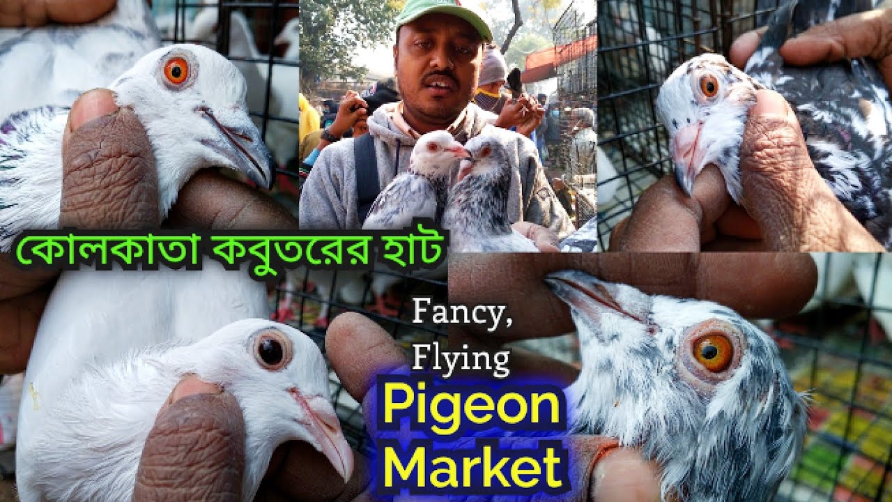 Galiff Street Pigeon Market In Kolkata West Bengal Visit & Prices Of Flying Pigeons Fancy Pigeons