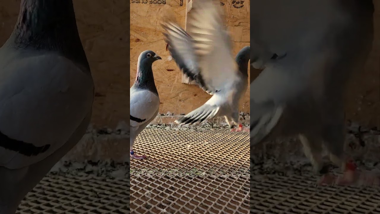 BOOSTING ENERGY healthy bird | Racing Pigeon | Homer | Kabutar