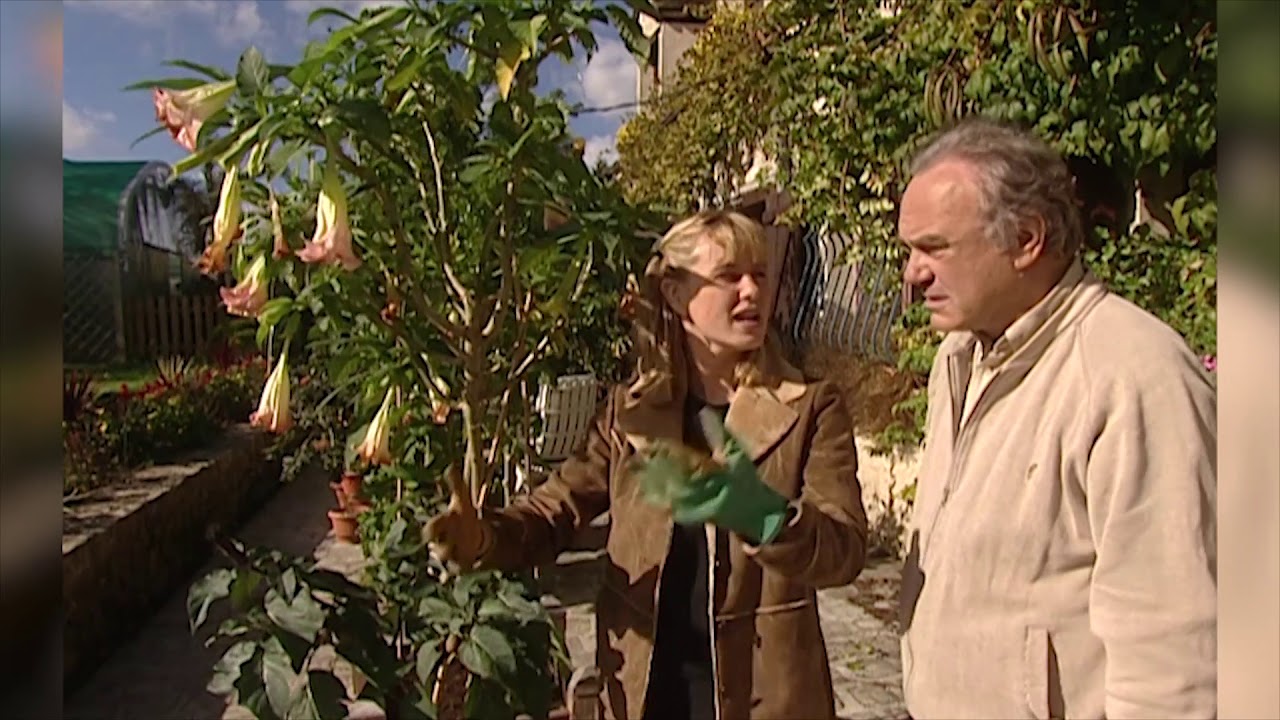 Datura et brugmansia