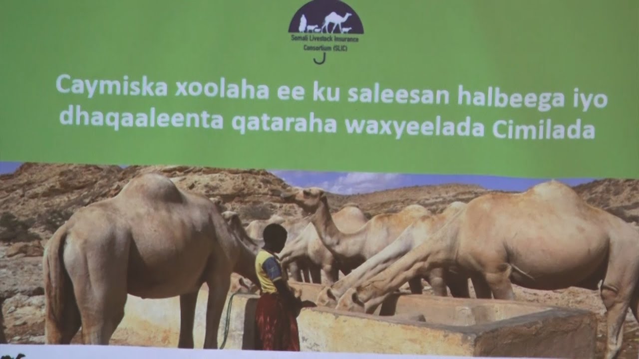 Soomaaliya: Maxay Shareecadda Islaamku ka qabtaa Caymiska Xoolaha ?