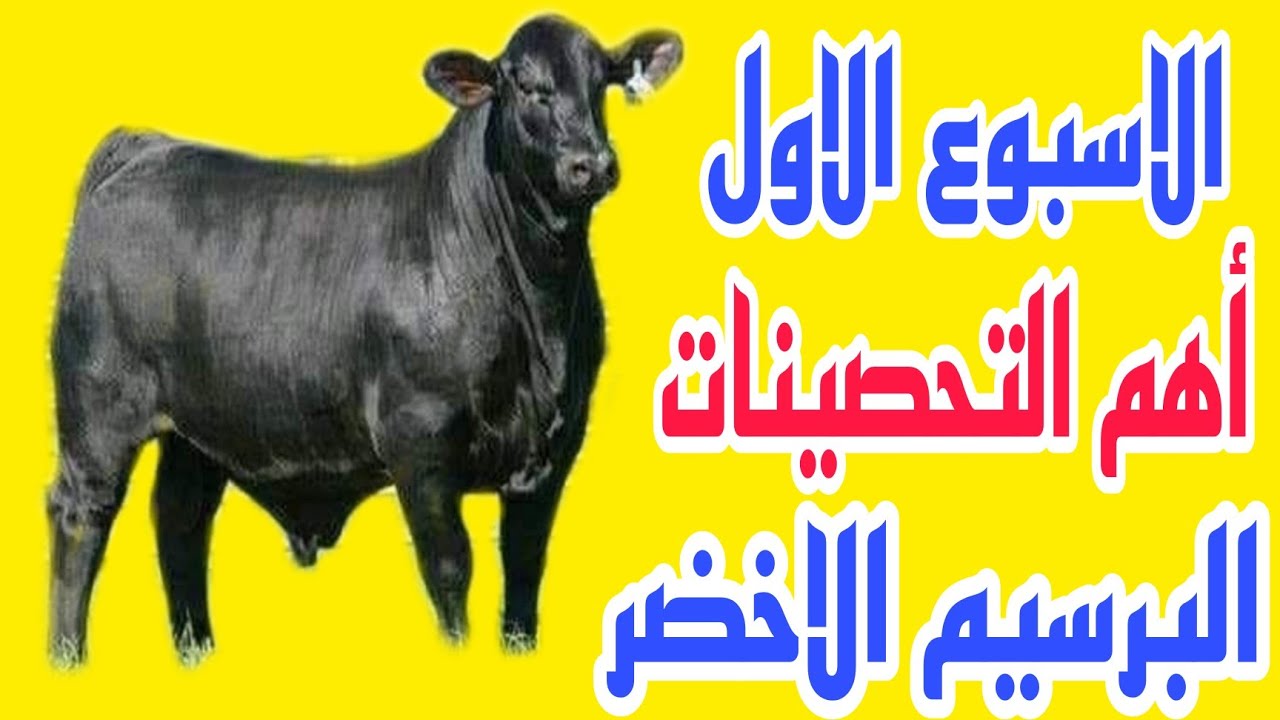 تسمين العجول ..اول حقنة للتحويل واهم التحصينات..تحديد نوع وكمية العلف..مع الدكتور/السيد الطوخي