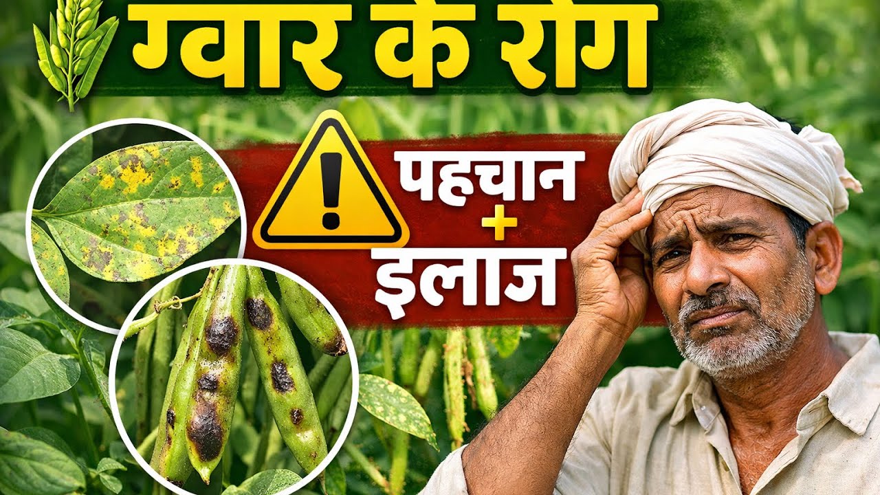 ग्वार में कौन-कौन से रोग आते हैं? | पहचान और सही इलाज#viral 