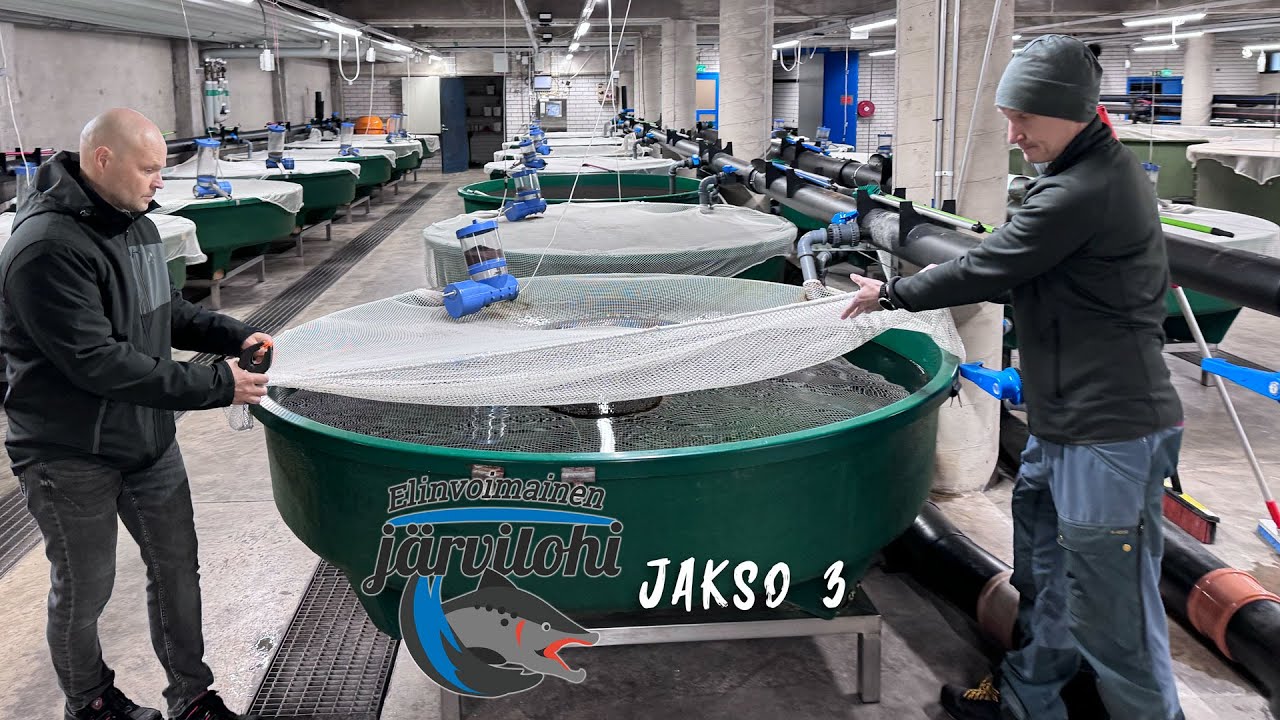 LAITOKSEN VARASSA – KATOAVA JÄRVILOHI J3