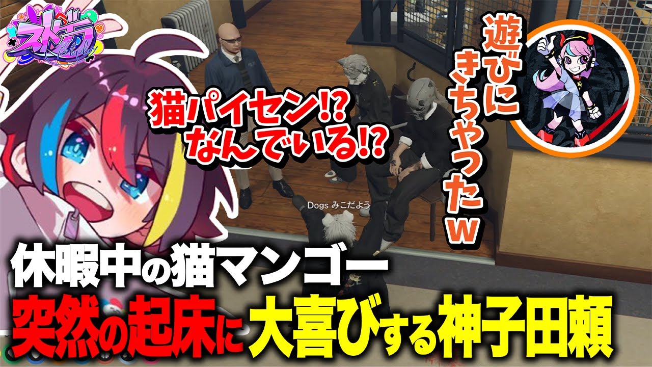 【ストグラ】長期出張休暇中の猫マンゴーが一時帰国し、大喜びする警察一同【みこだよ / Selly 】