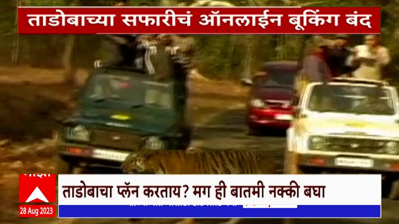 Tadoba Online Booking Special Report : ताडोबाच्या सफारीचं प्लॅनिंग करताय? ऑनलाईन बुकिंग झालं बंद