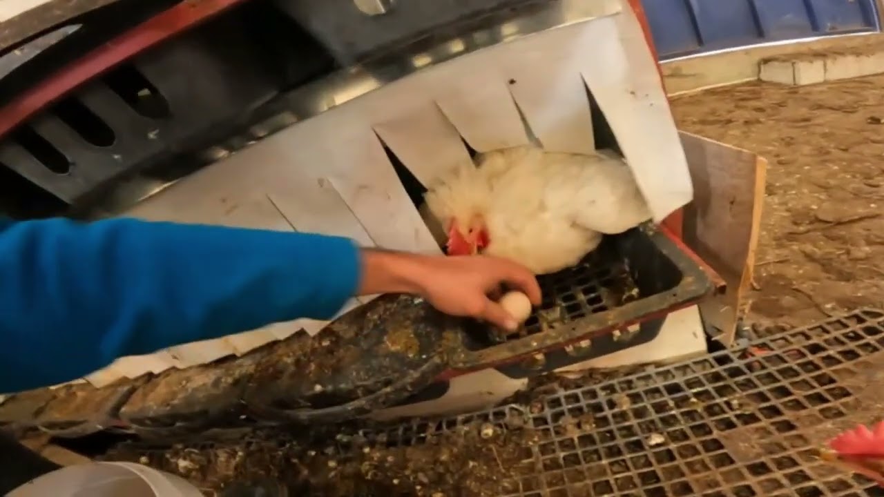 TİNTED CORAL GEZEN TAVUK ÇİFTLİĞİ YUMURTA TOPLAMA