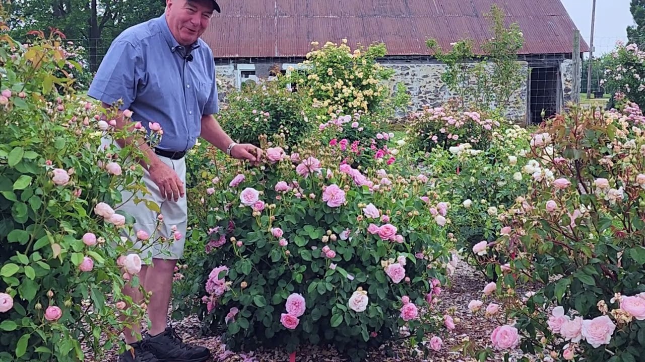 David Austin® Rose Eustacia Vye // Top Performing English Shrub Rose in our 