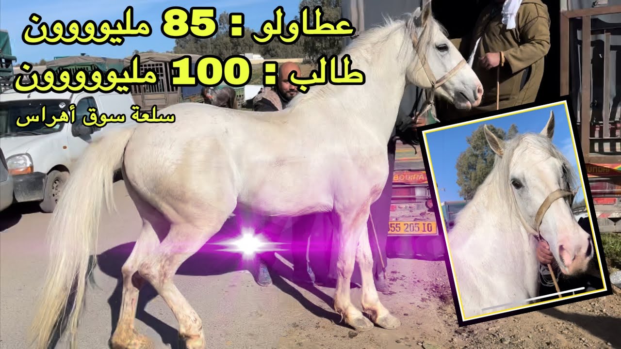 خيول سوڤ أهراس المهتاجة بسوق البويرة 🇩🇿/ أسعار الخيول بالجزائر 2022