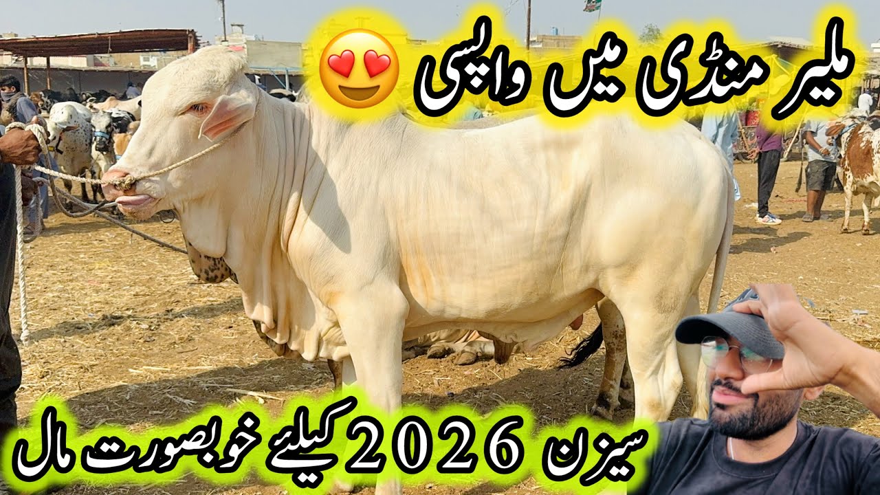 Malir Mandi Karachi Latest Rates Update | 28 October 2025 | Uzair Cattle Farm 