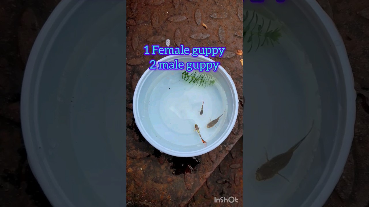 guppy fish breeding set up #shorts