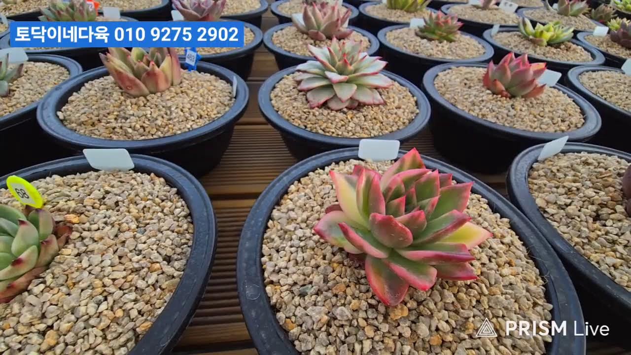 (3월3일토닥이네다육(2부)