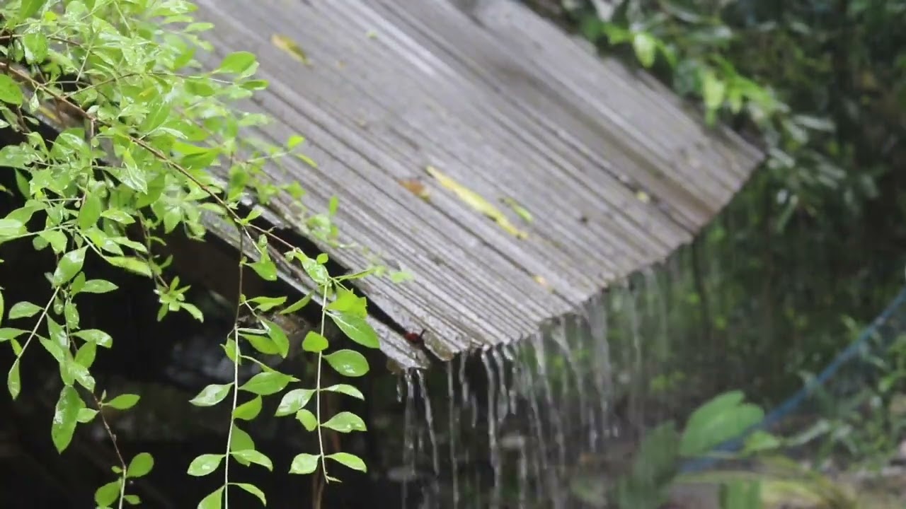 ฝนตกกลางป่า | เสียงฝนกระทบหลังคา กล่อมนอน 8 ชั่วโมง