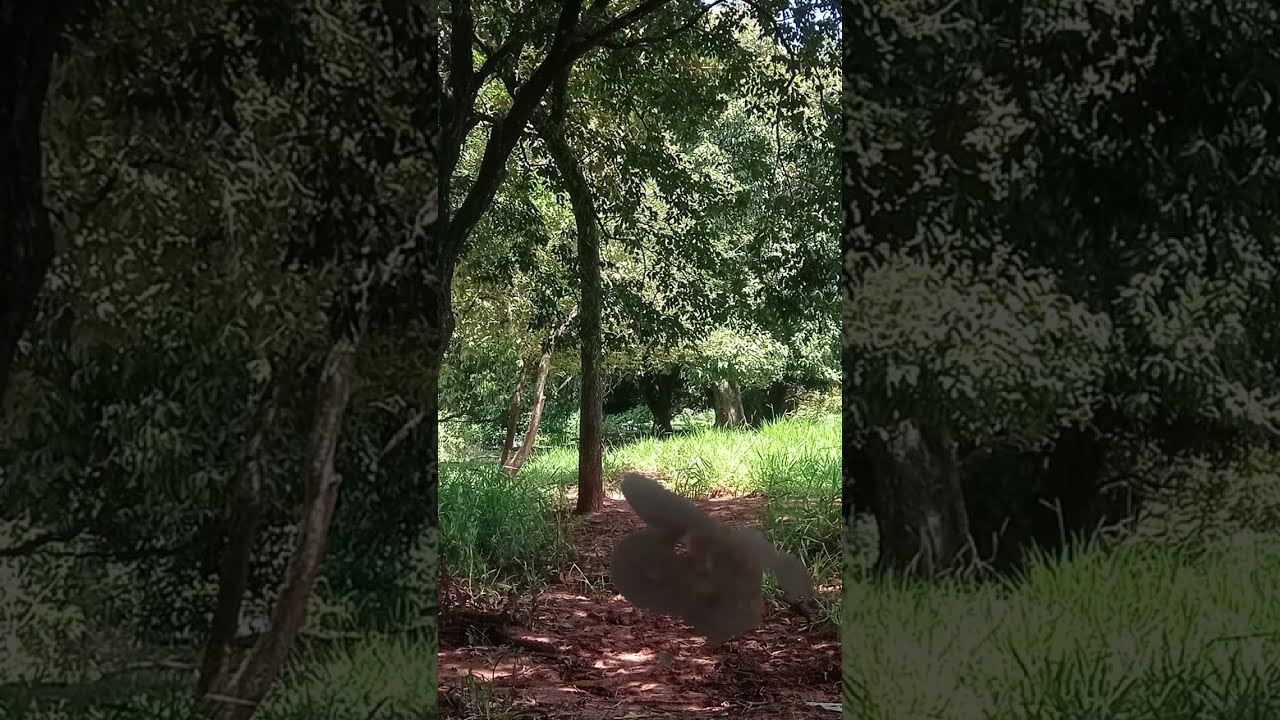 Celia Pescadora Oficial está ao vivo!