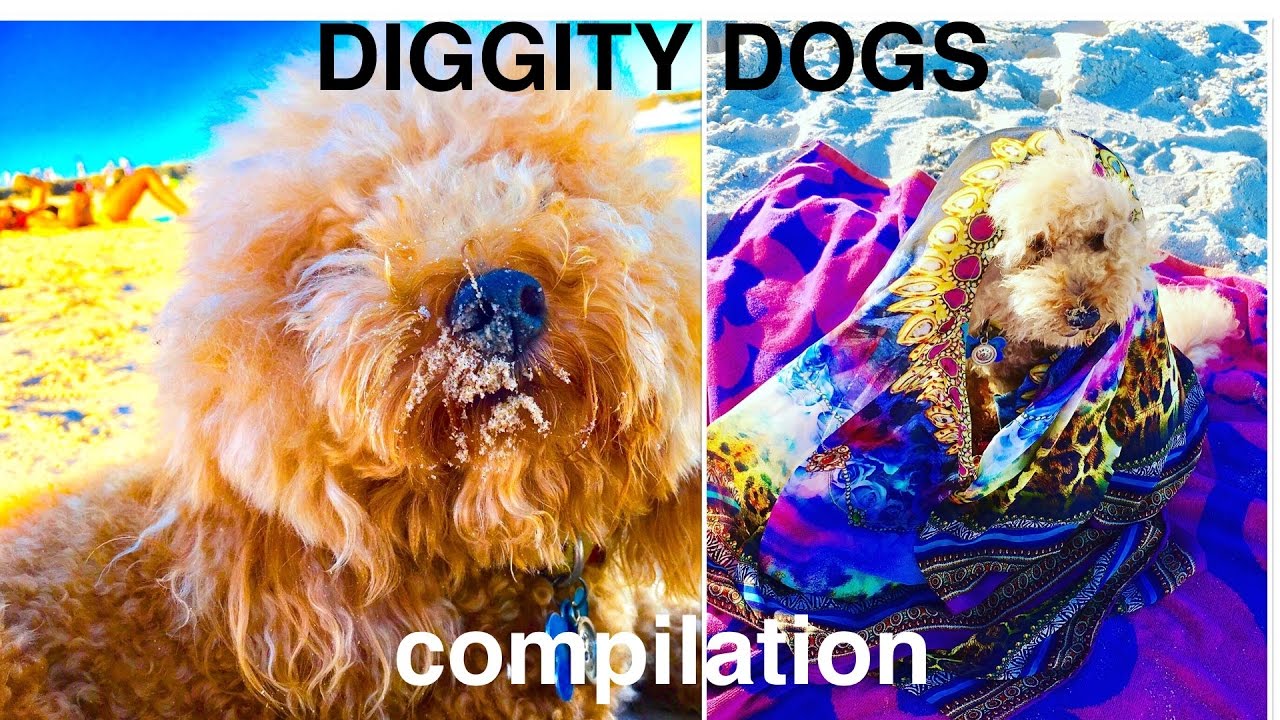 BEACH DOGS BASSET HOUND LABRADOR POODLE HUSH PUPPIES - DIY Dog Fun & Food by Cooking For Dogs
