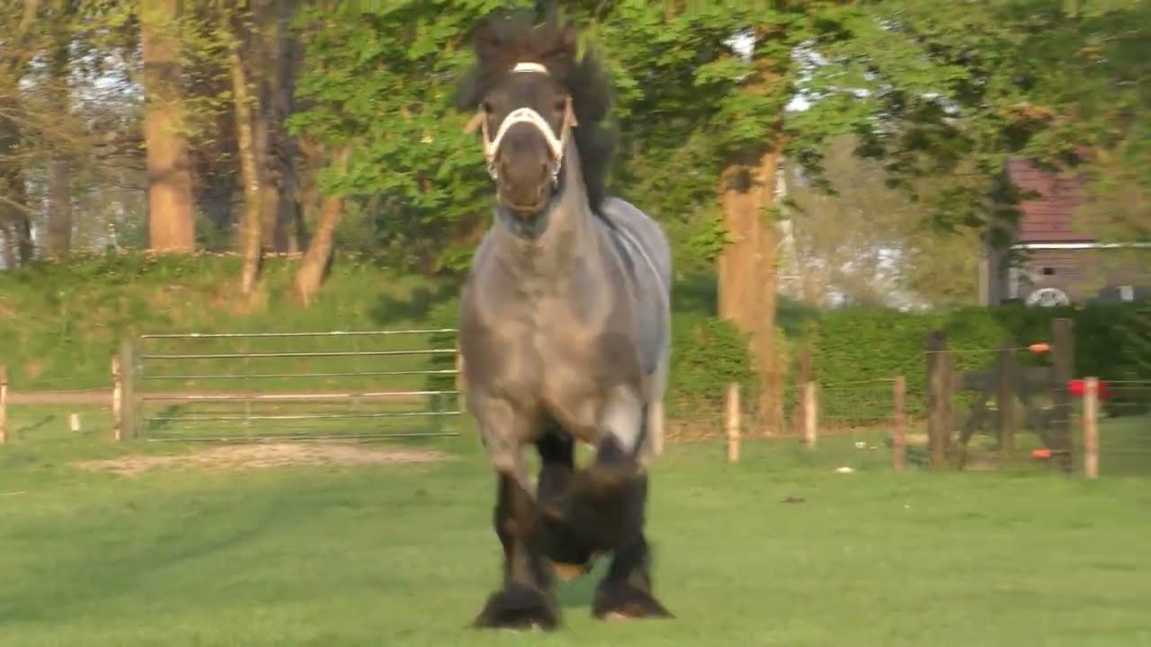 James uit de Linde | Trekpaard hengst | Draft horse