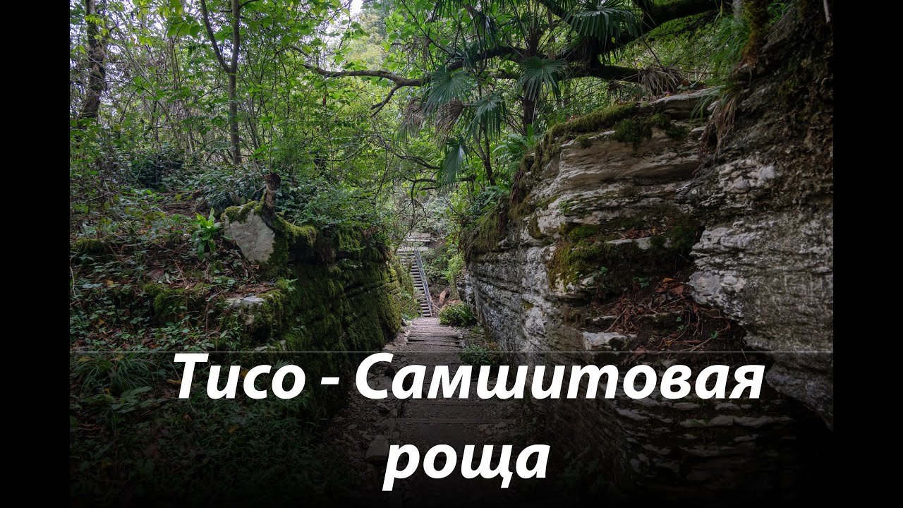 #76 Тисо-Самшитовая роща