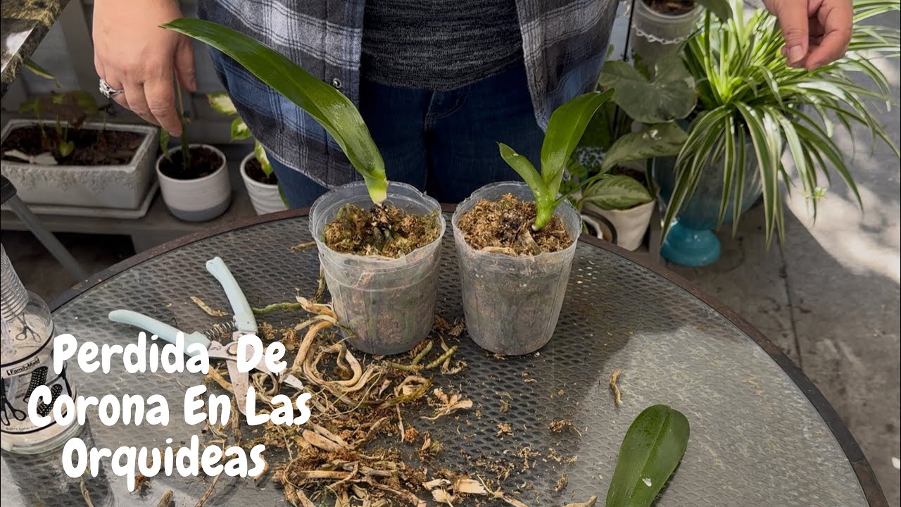 Perdida De Corona En Las Orquideas