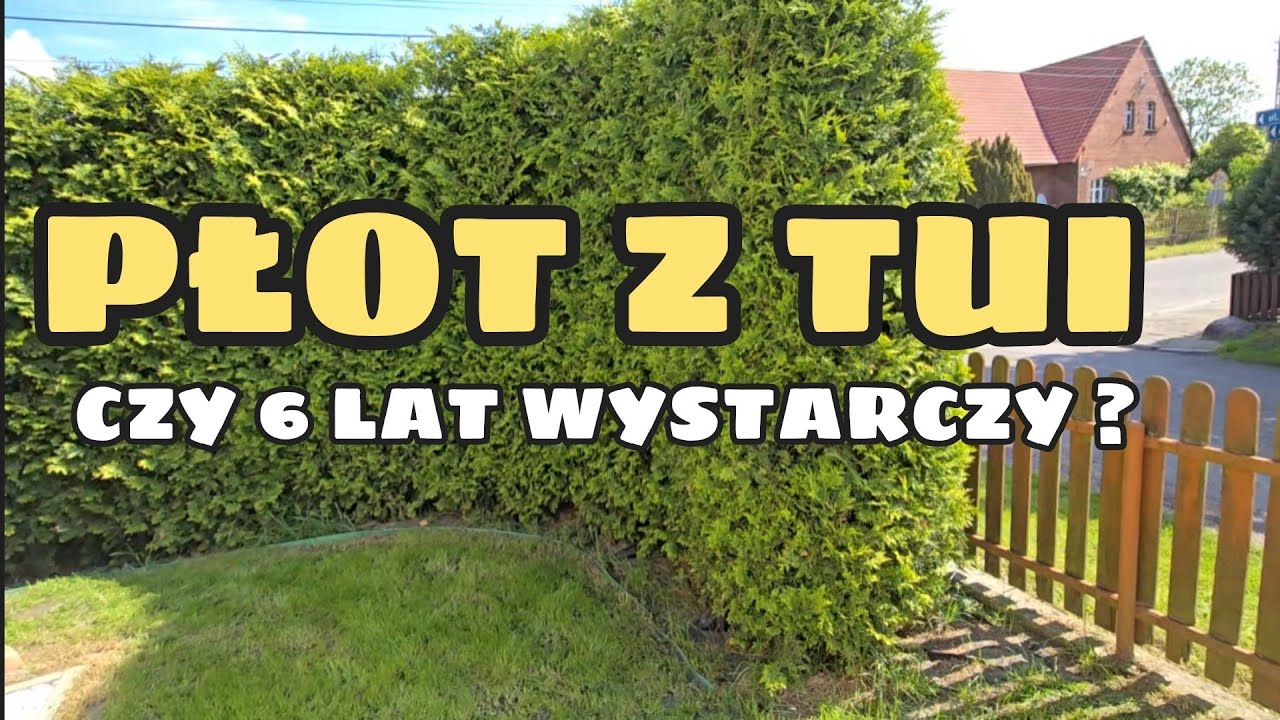 Tuje Brabant po 6 latach – tak wygląda mój zielony płot!
