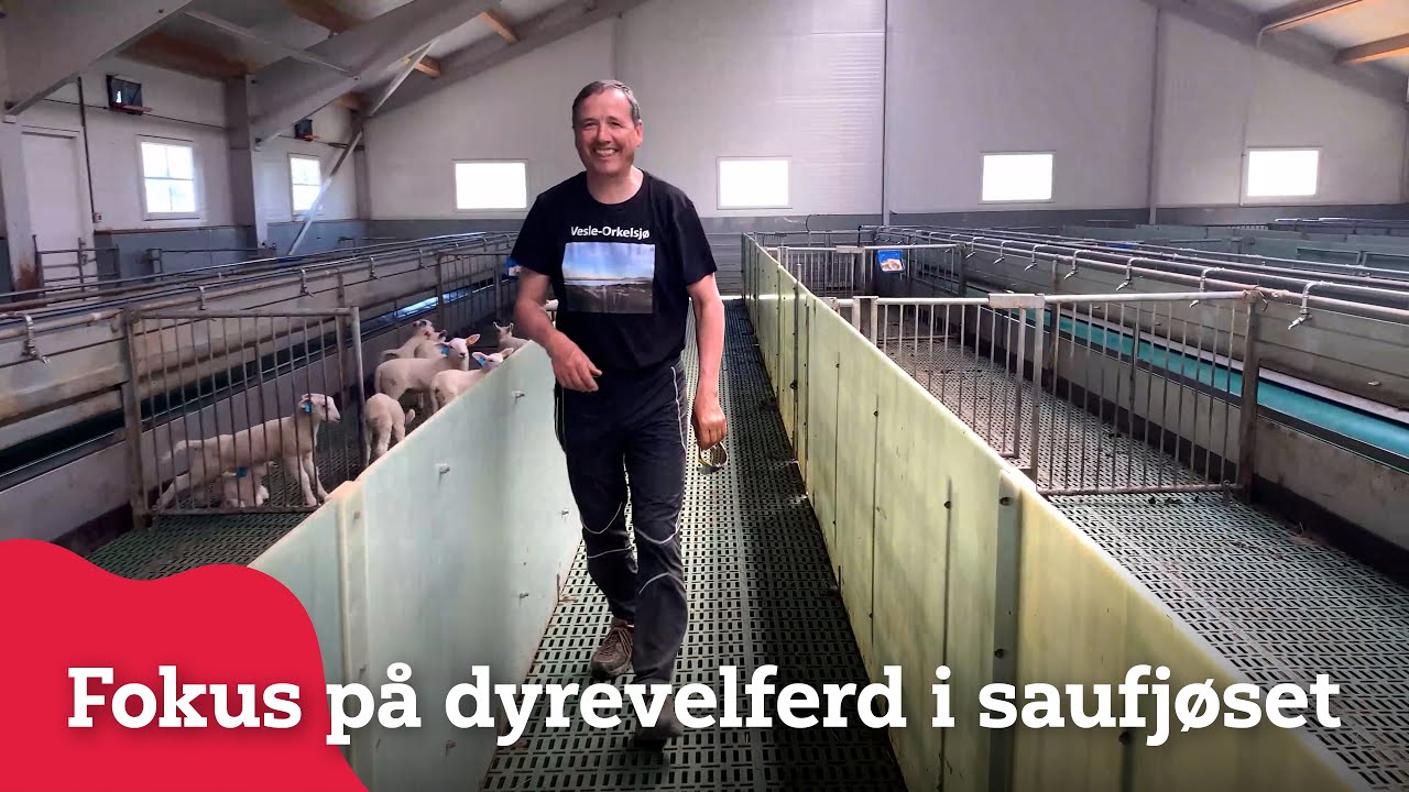 Sauefjøs med fokus på dyrevelferd hos Nils Petter Hårstad