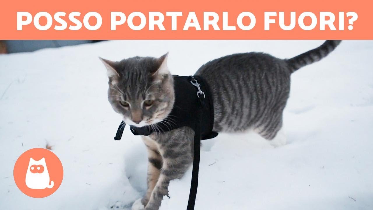 Posso portare il mio GATTO a fare una PASSEGGIATA? 🐈🚶‍♂️ (Pro e Contro)