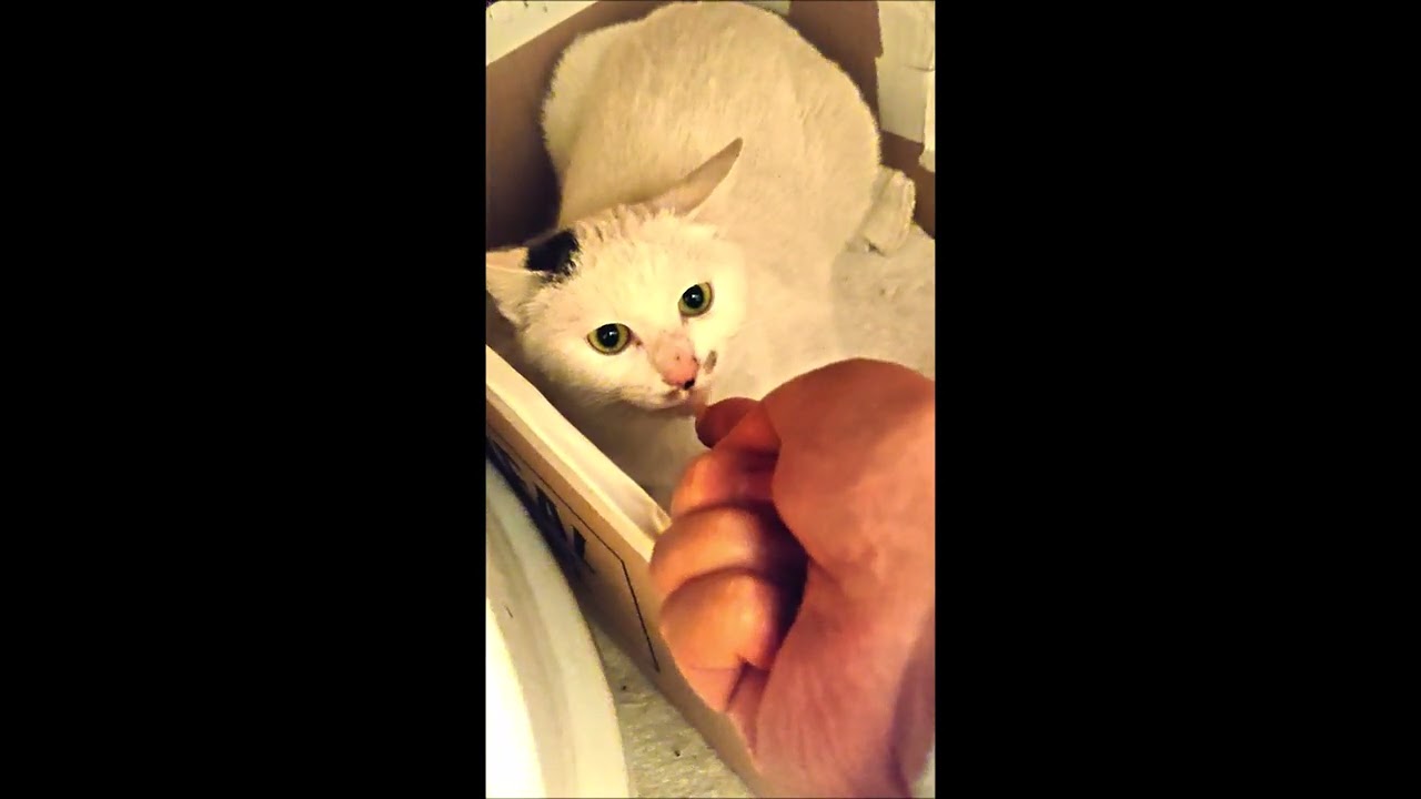 プン！　指からチュール