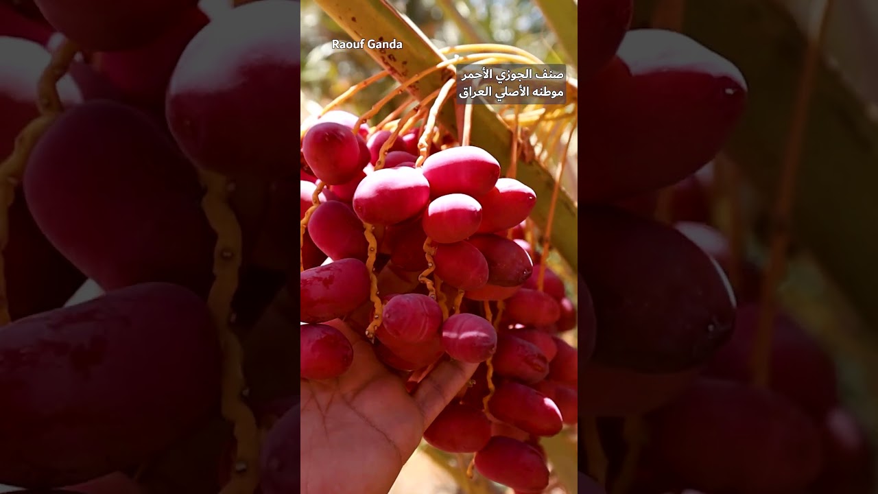 بحوث وتجارب على أفخر أصناف التمور العالمية 🌴🇱🇾 الجزء 1