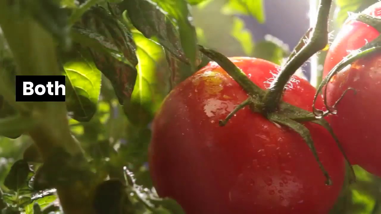 Foundation LM Tomato Brix