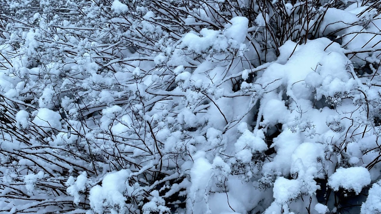 Silent Snowy Forest – Calm Nature Sounds for Relaxation❄️🌿