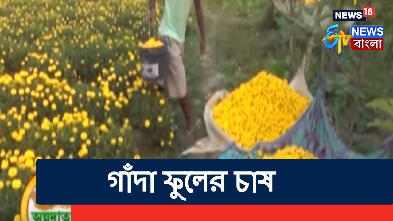 অন্নদাতা |গাঁদা ফুলের চাষ নিয়ে কথা বললেন এই কৃষক বন্ধু