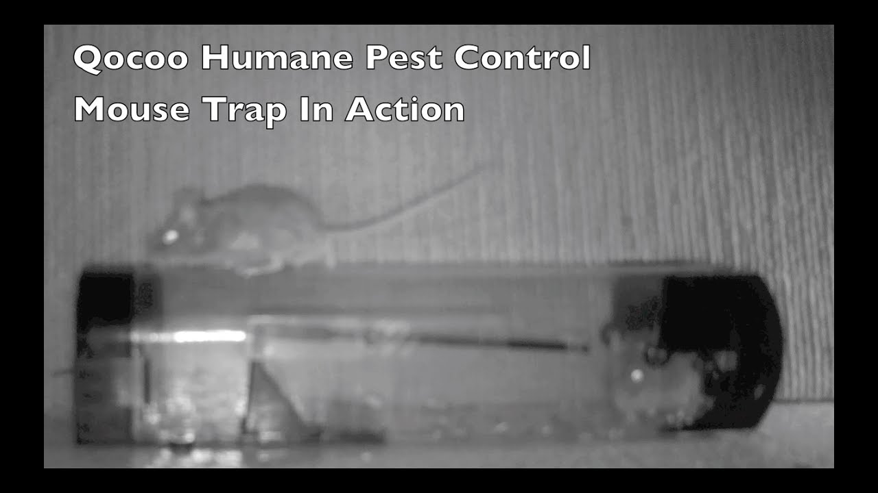 Qocoo Humane Pest Control Mouse Trap In Action.