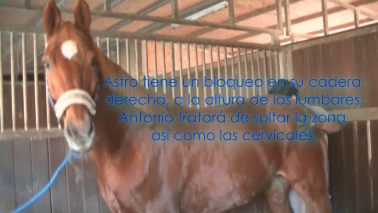 Fisioterapia Equina con Antonio Glez Valenzuela (3)