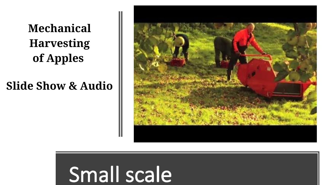 Mechanical Harvesting of Apples