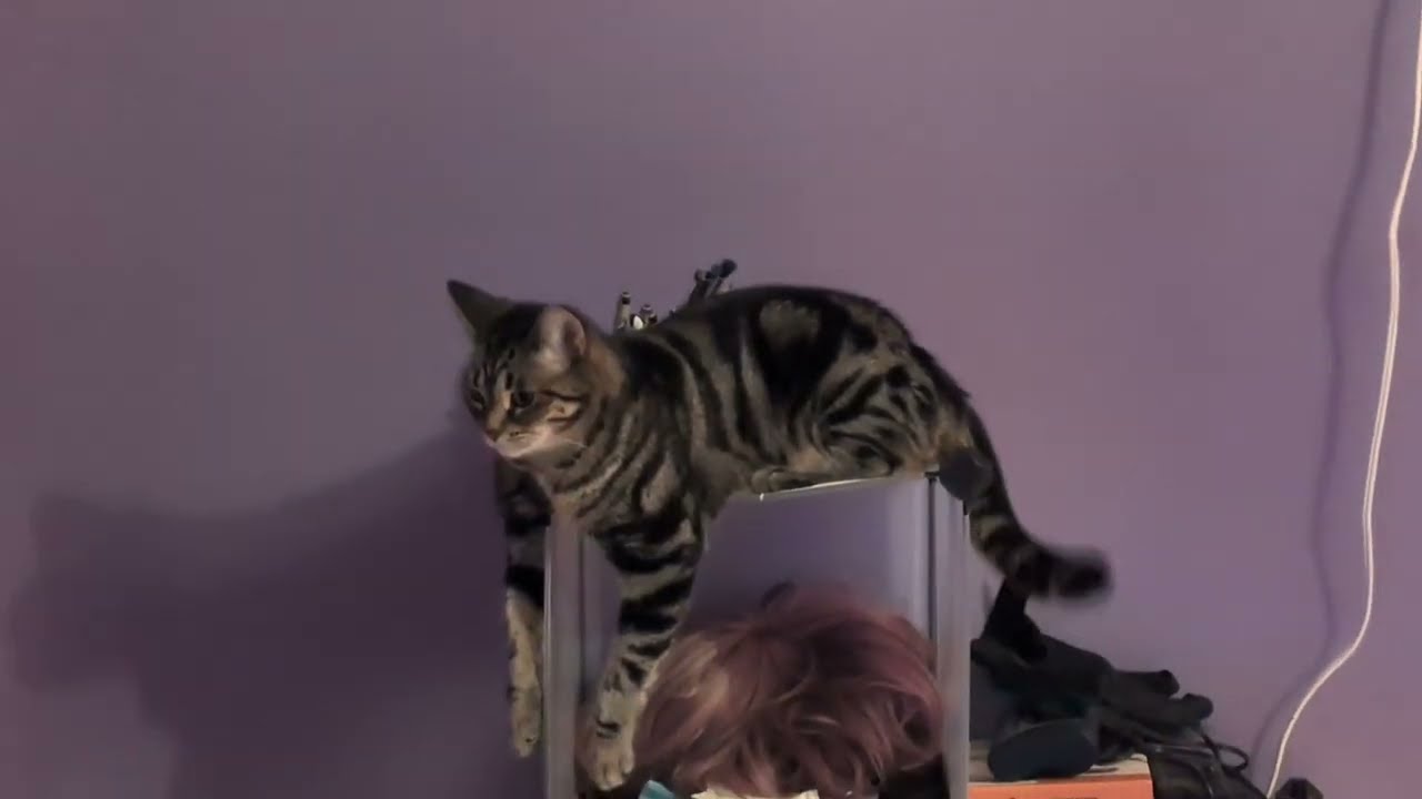ᓚᘏᗢ Kitty on the Wall Shelf | Cute Tabby Cat Short