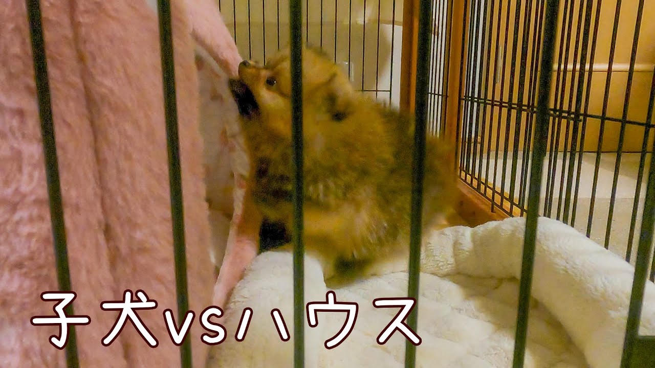 【ポメラニアンパピー】初めてのハウスとの戦い
