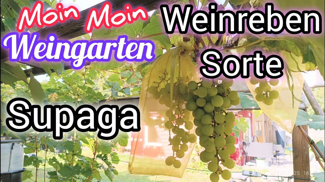 Weinrebe Supaga