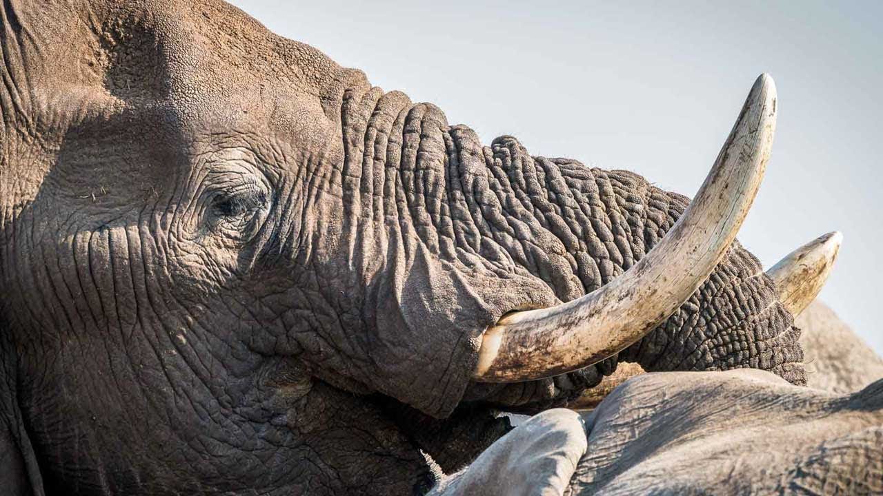 Camp Savuti - Safari Experience