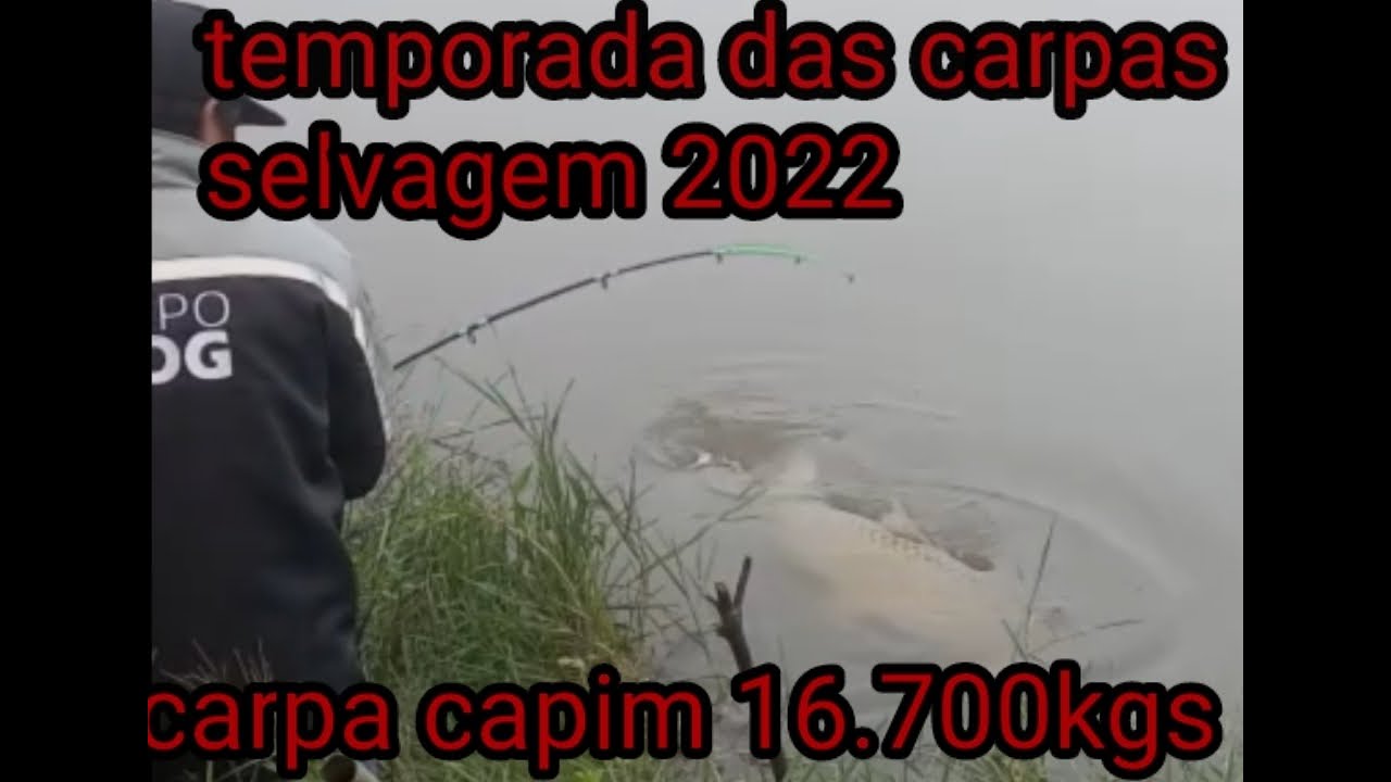 pescaria de carpa gigante