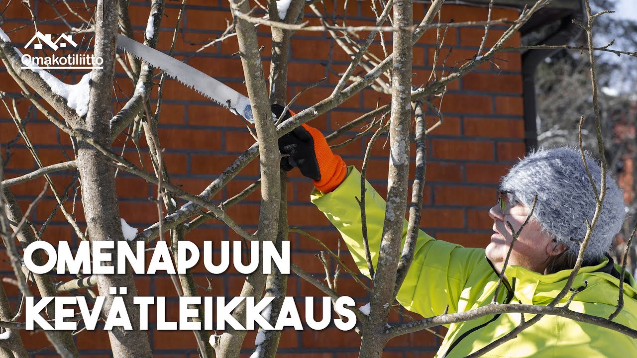 Omenapuun leikkaus – miten, milloin, miksi?